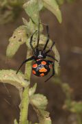 Latrodectus tredecimguttatus